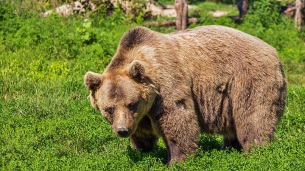 Orso Bruno marsicano