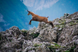 Camoscio d'Abruzzo