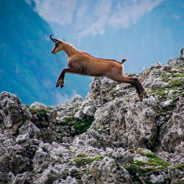 Camoscio d'Abruzzo