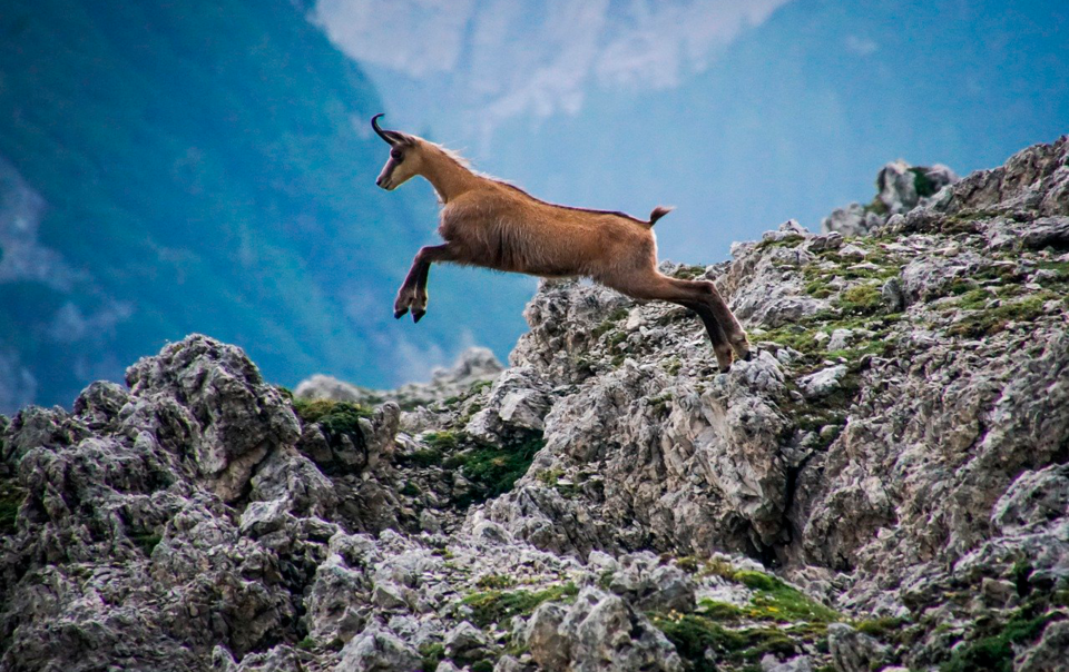 Camoscio d'Abruzzo