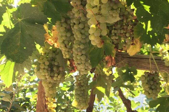 Grappoli d'uva