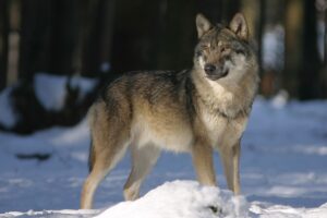 Lupo abruzzese