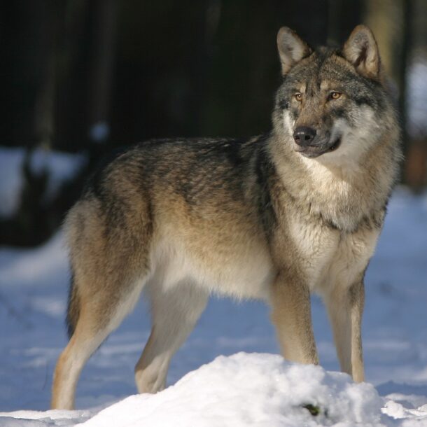 Lupo abruzzese