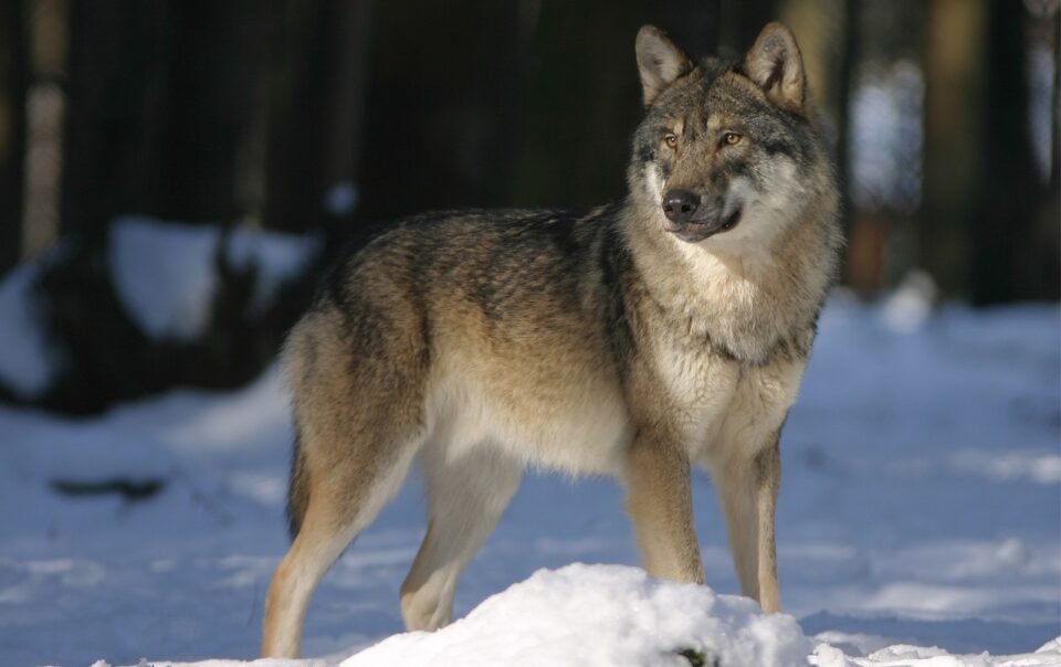 Lupo abruzzese