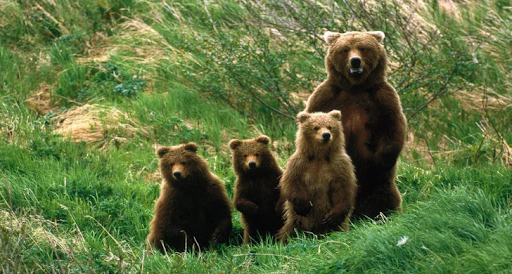 Orso bruno marsicano