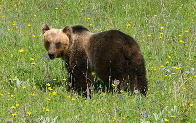 Orso bruno marsicano - Torre del Cornone