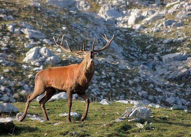 Il cervo d'Abruzzo