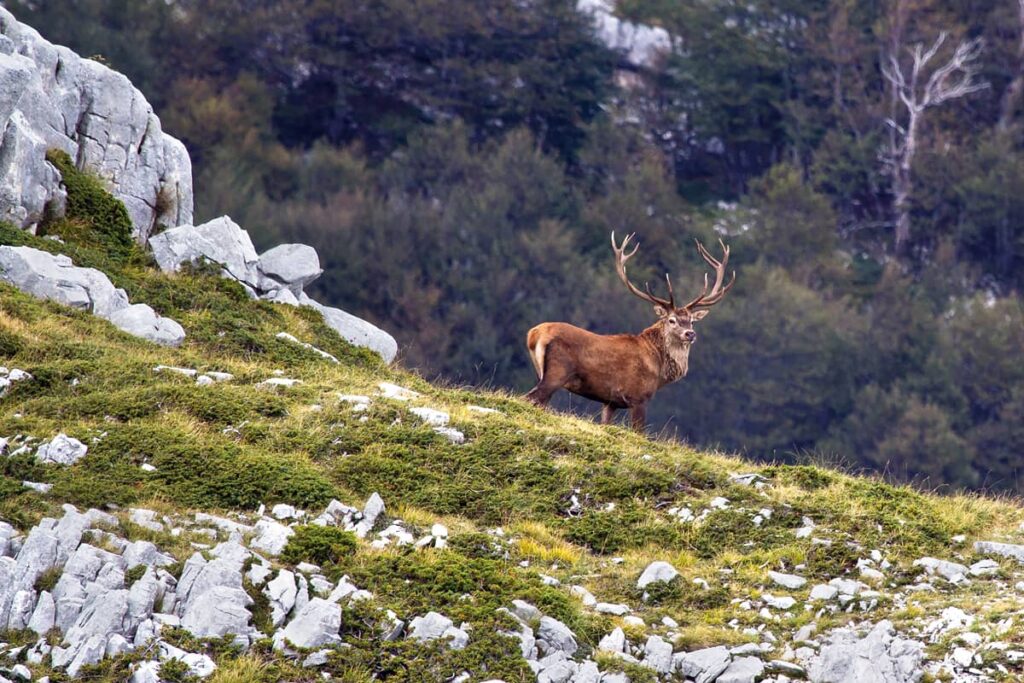 Il Cervo in Abruzzo